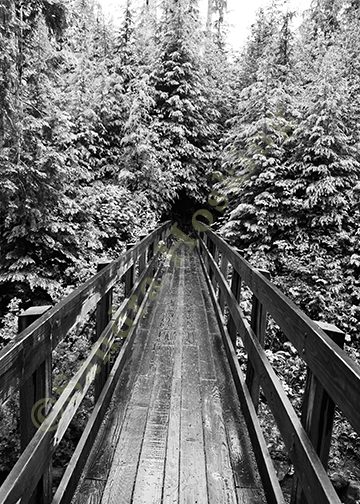 wood walking bridge into forest, black and white