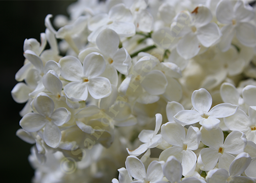 White lilacs