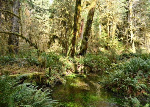 Rainforest and stream